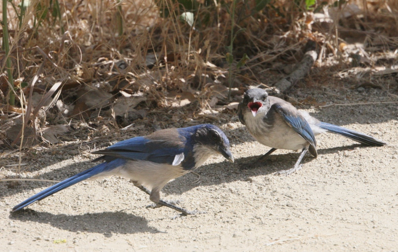 scrub jay